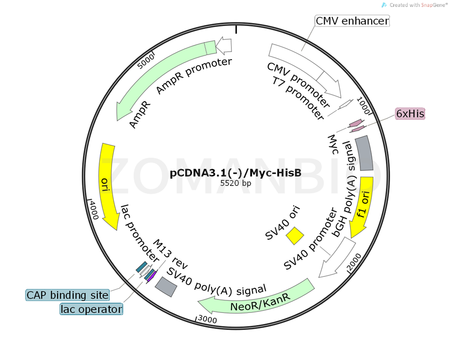ZK360pCDNA3.1-Myc-HisB.png