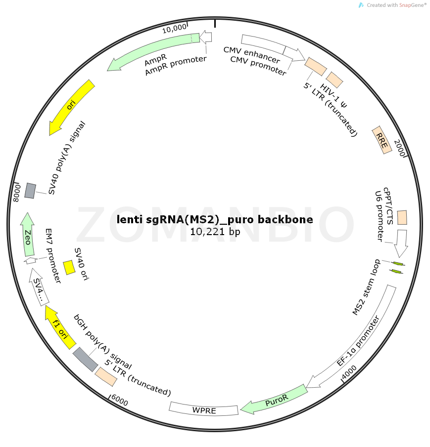 ZK1083lenti sgRNA(MS2)_puro backbone.png