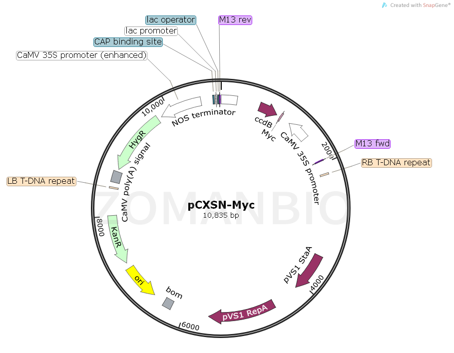 ZK1726 pCXSN-Myc.png