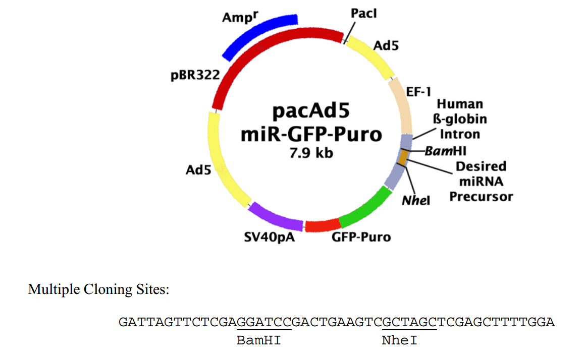 ZK1733 pacAd5-miR-GFP-puro.png