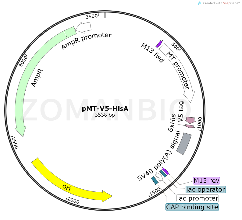 ZK1772 pMT-V5-HisA.png